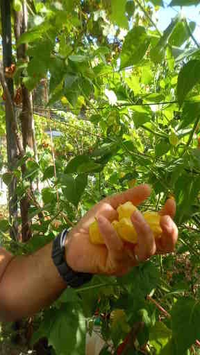 Physalis – A Jóia Dourada do Jardim