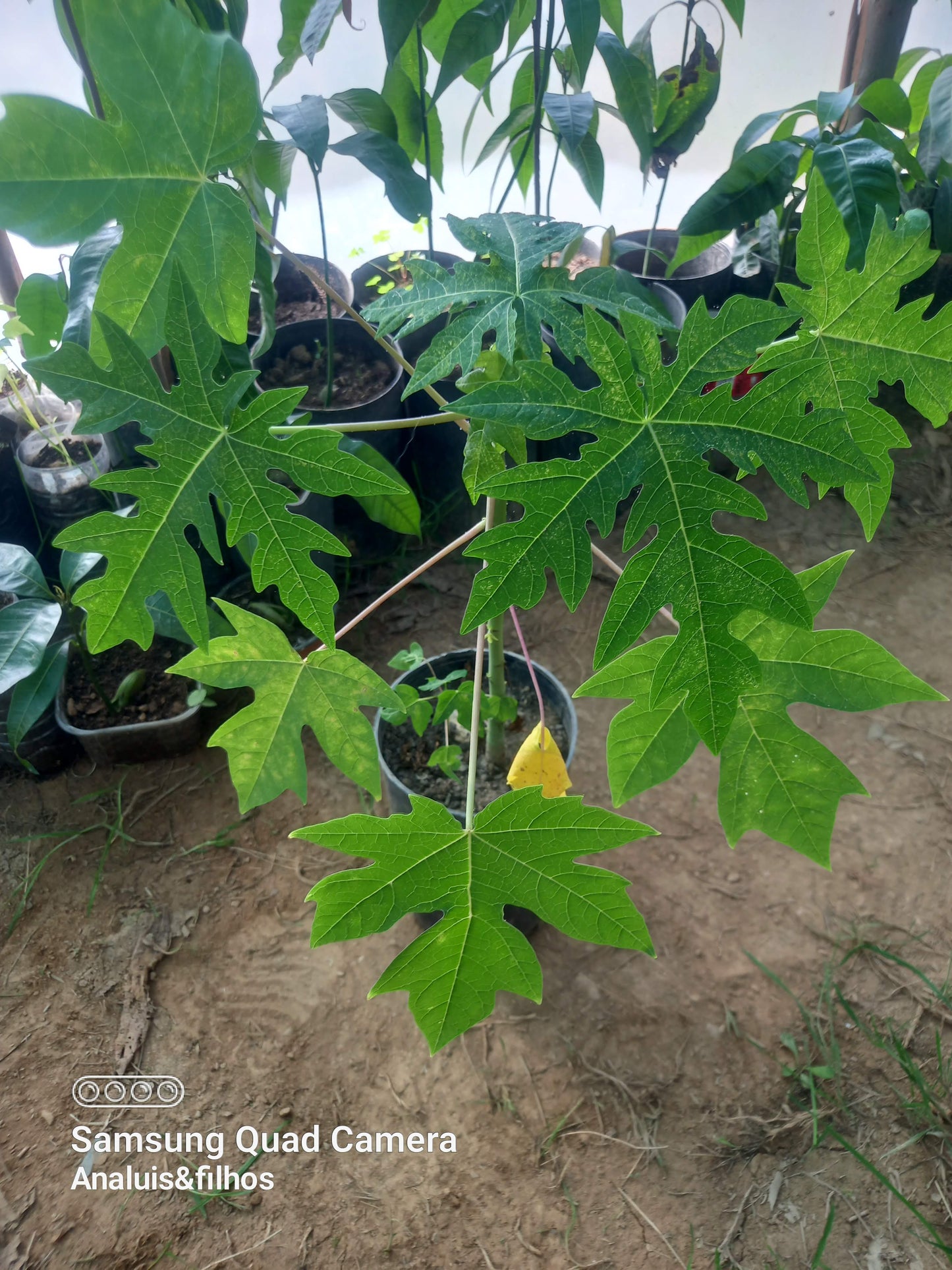 Papaeira