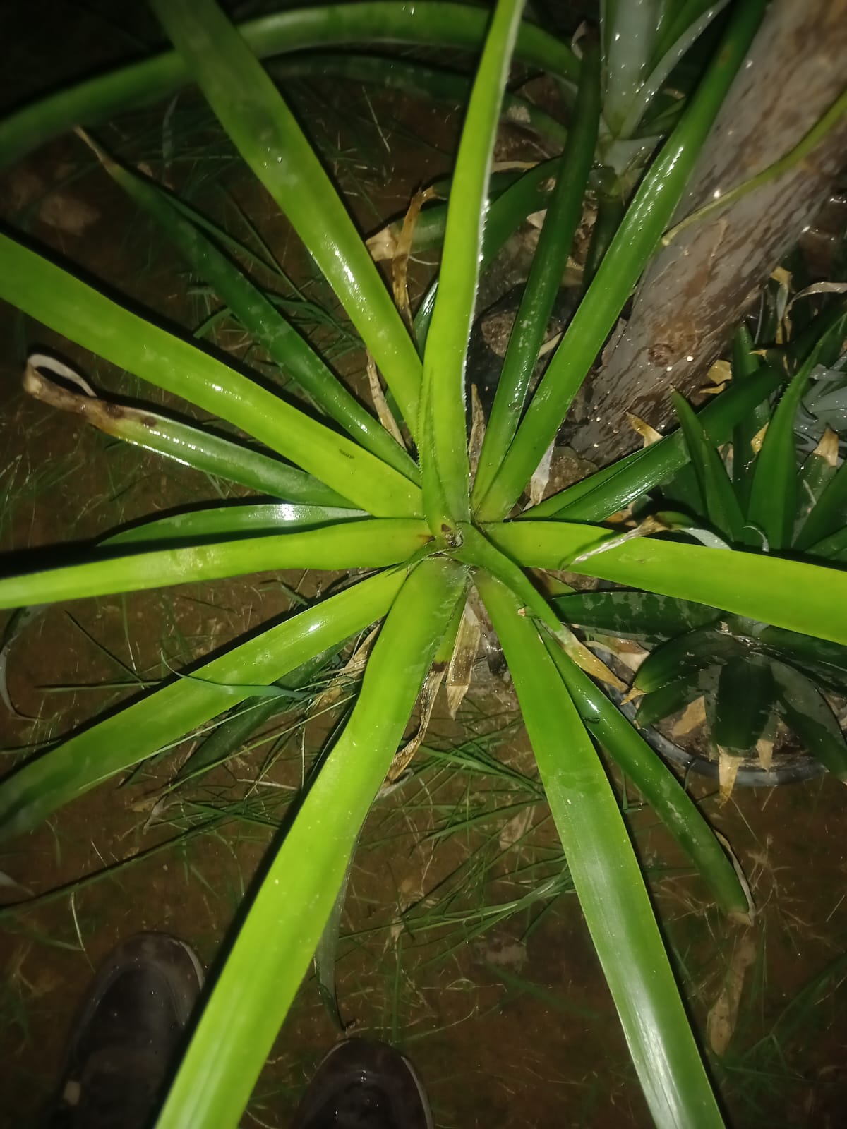 Abacaxieira – Ananas comosus