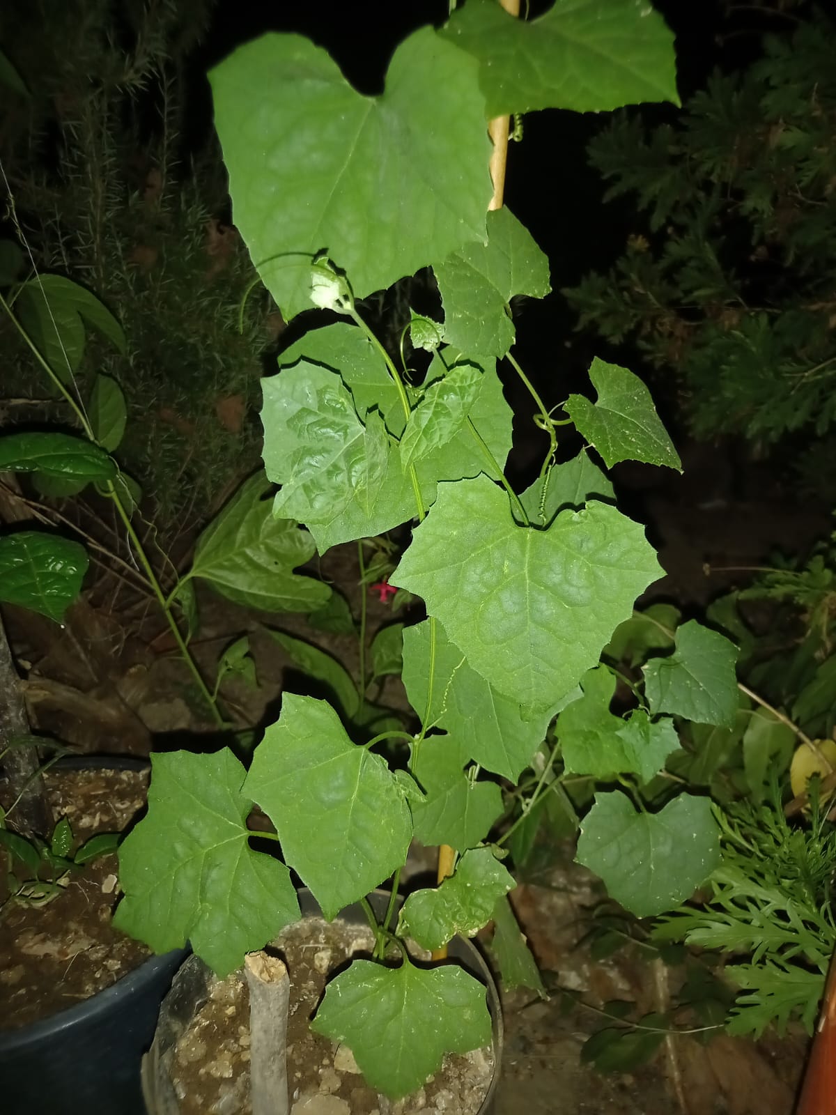 🌿 Lufa (Luffa aegyptiaca / Luffa cylindrica)