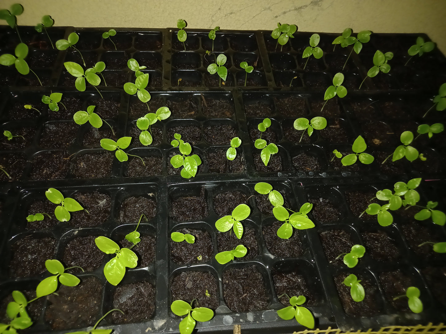 Maracujá roxo pequeno