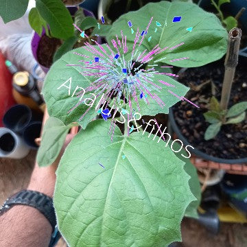 Physalis – A Jóia Dourada do Jardim