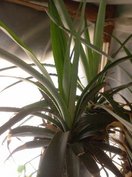 Abacaxieira – Ananas comosus