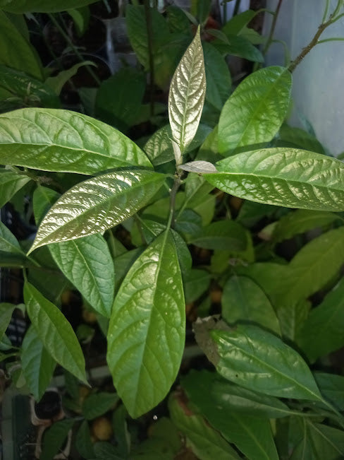 Abacateiros