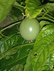 Maracujá Roxo