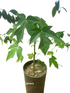Papaeira