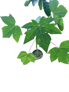 Papaeira