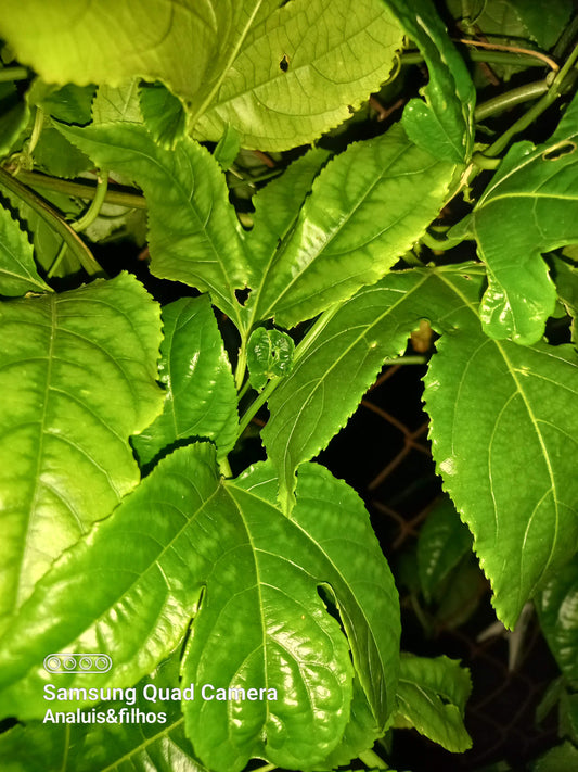 Maracujá Roxo