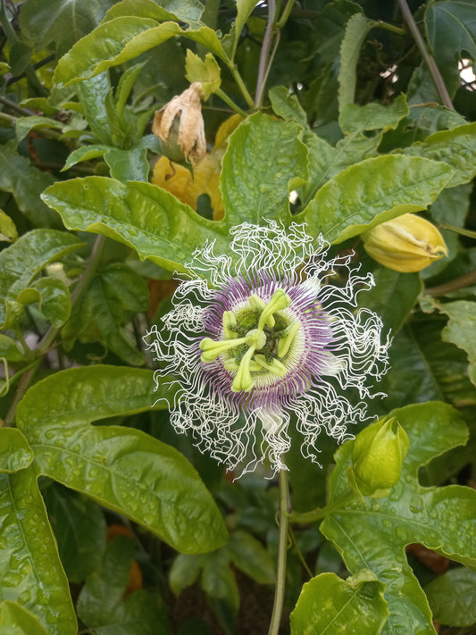 Maracujá Roxo