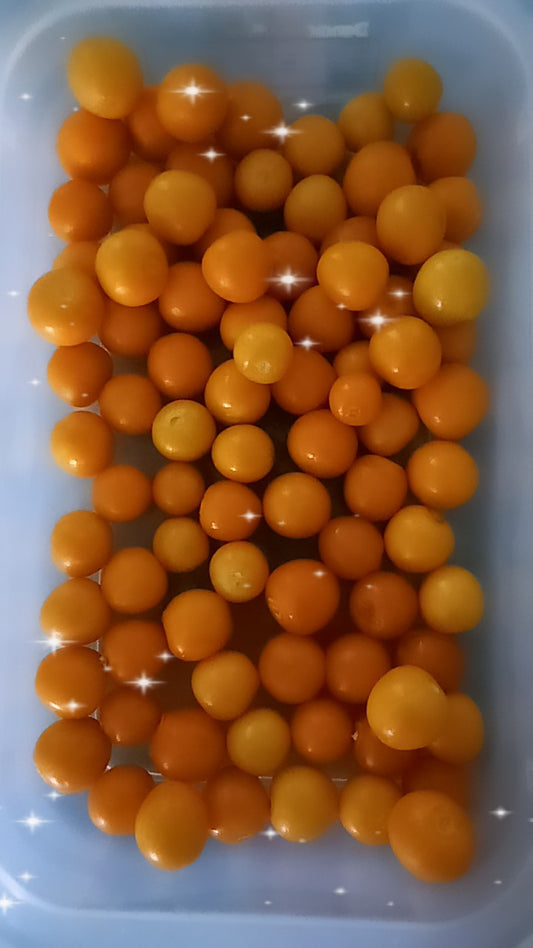 Physalis – A Jóia Dourada do Jardim
