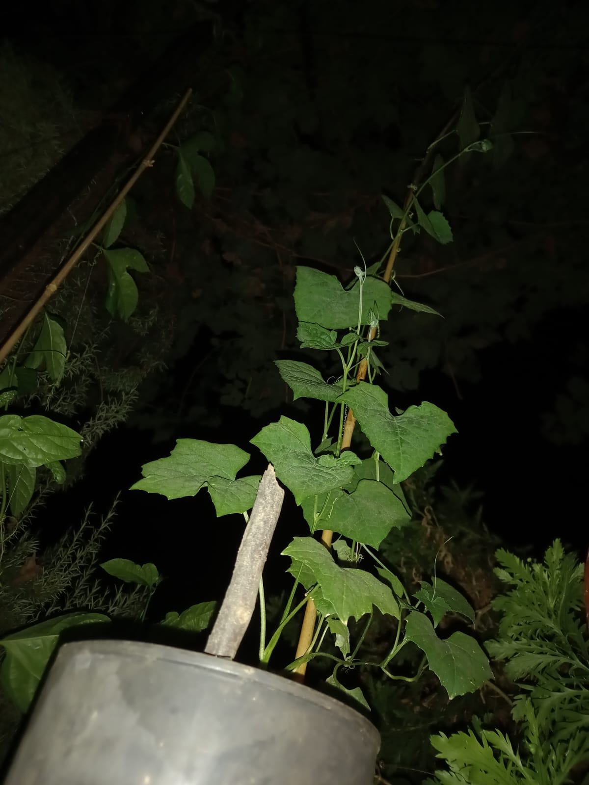 🌿 Lufa (Luffa aegyptiaca / Luffa cylindrica)