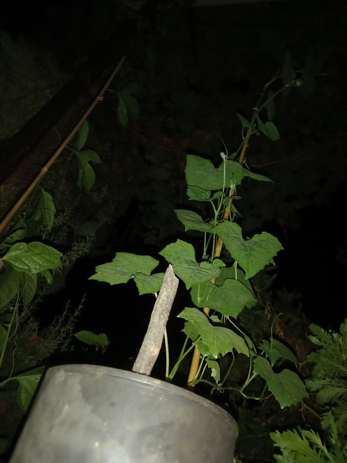 🌿 Lufa (Luffa aegyptiaca / Luffa cylindrica)