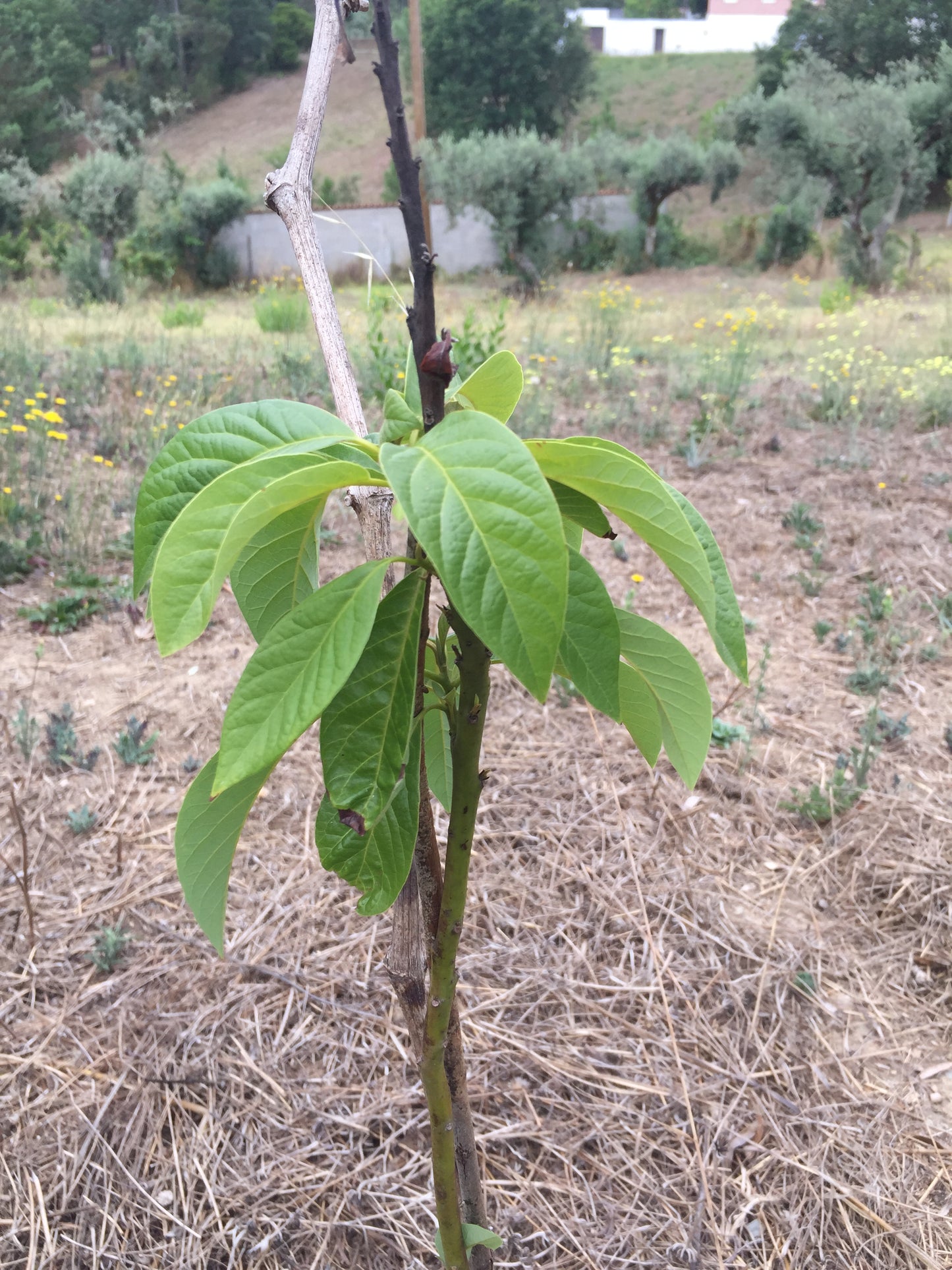 Abacateiros