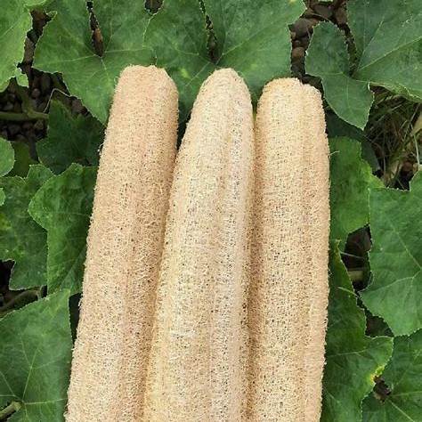 🌿 Lufa (Luffa aegyptiaca / Luffa cylindrica)