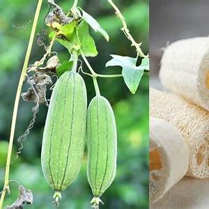 🌿 Lufa (Luffa aegyptiaca / Luffa cylindrica)