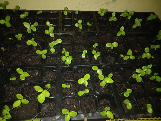 Maracujá roxo pequeno